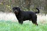 ROTTWEILER 453